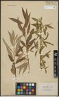 Foto von Salix alba L. x Salix fragilis L.